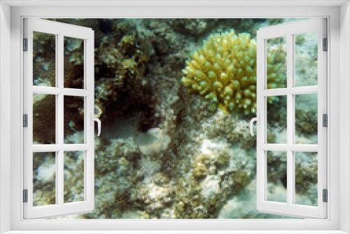 Fototapeta Naklejka Na Ścianę Okno 3D - The coral reef of Seychelles