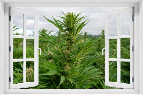 Fototapeta Naklejka Na Ścianę Okno 3D - Marijuana outdoor crop