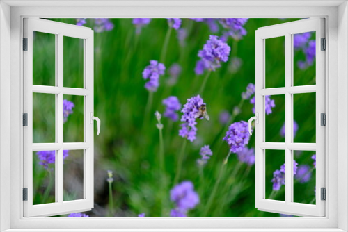 Fototapeta Naklejka Na Ścianę Okno 3D - Lavender flowers background. Beautiful photo with selective focus. Copy space for text placement. 