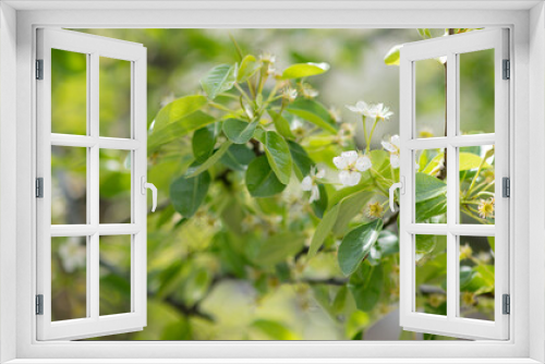 Fototapeta Naklejka Na Ścianę Okno 3D - Beautiful blooming tree at light blue sky background. Spring floral texture. Copy space. Natural bokeh, tenderness. Bee on flower, focus on bee