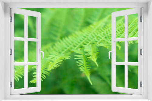 Fototapeta Naklejka Na Ścianę Okno 3D - Fresh fern leaf green closeup natural floral background