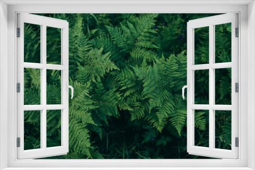 Fototapeta Naklejka Na Ścianę Okno 3D - A group of palm trees