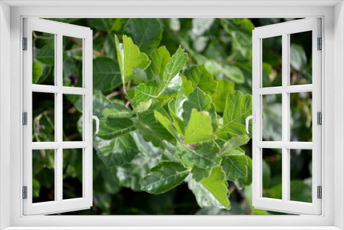 Fototapeta Naklejka Na Ścianę Okno 3D - Bundle of Green Leaves Closeup