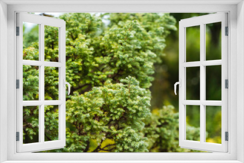 Fototapeta Naklejka Na Ścianę Okno 3D - 鮮やかな緑
