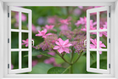 Fototapeta Naklejka Na Ścianę Okno 3D - ピンク色の紫陽花
