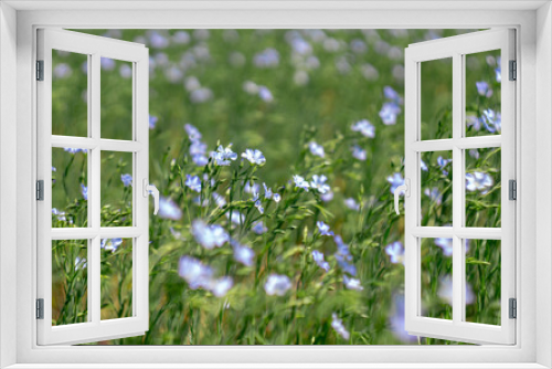 Fototapeta Naklejka Na Ścianę Okno 3D - blue flax flowers in a summer flowering field