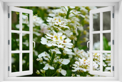 Fototapeta Naklejka Na Ścianę Okno 3D - Optimistic background with small white flowers