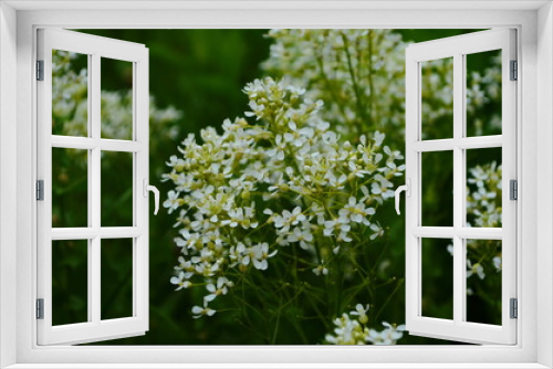 Fototapeta Naklejka Na Ścianę Okno 3D - Optimistic background with small white flowers
