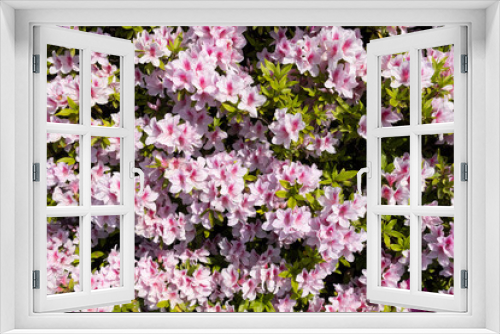 Fototapeta Naklejka Na Ścianę Okno 3D - ピンクの花　ツツジ
