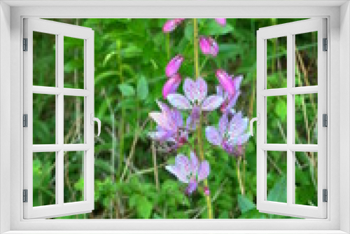 Fototapeta Naklejka Na Ścianę Okno 3D - Dipdam, lily, 