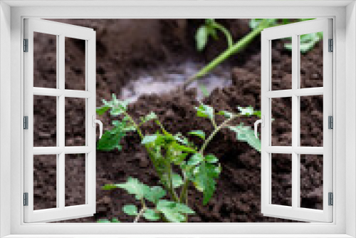 Fototapeta Naklejka Na Ścianę Okno 3D - seedling sprout in the ground
