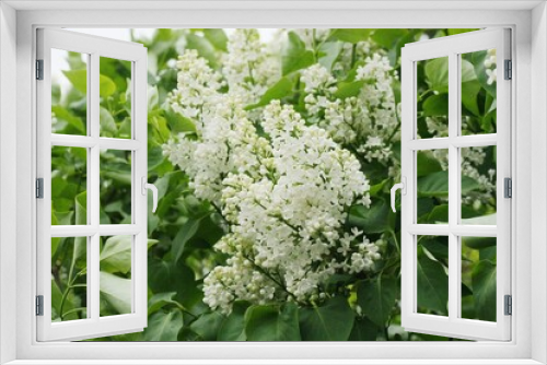 Fototapeta Naklejka Na Ścianę Okno 3D - Beautiful white lilac in the summer garden