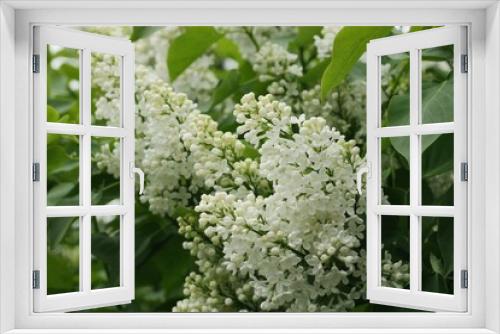 Fototapeta Naklejka Na Ścianę Okno 3D - Beautiful white lilac in the summer garden