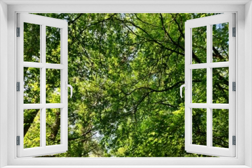 Fototapeta Naklejka Na Ścianę Okno 3D - a canopy of trees