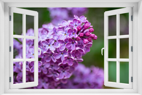 Fototapeta Naklejka Na Ścianę Okno 3D - Beautiful spring purple lilac.