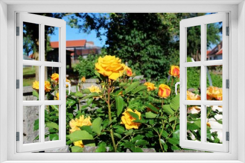 Fototapeta Naklejka Na Ścianę Okno 3D - Gelbe Rosen in einem Bauerngarten, Allgäu, Bayern