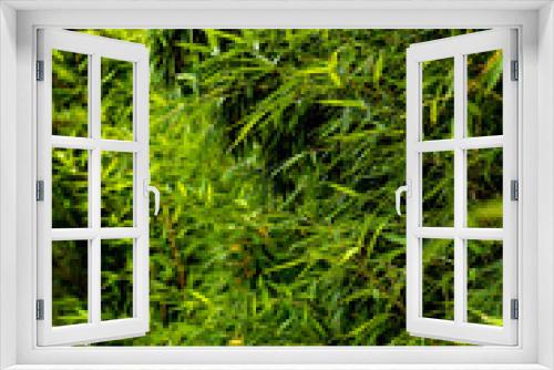 Fototapeta Naklejka Na Ścianę Okno 3D - Green bamboo as a back ground or texture.