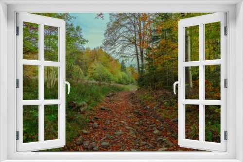 Fototapeta Naklejka Na Ścianę Okno 3D - picturesque autumn September landscape forest scenic view brown green yellow vivid colors trees foliage and lonely trail path way for tourists in this beautiful nature environment