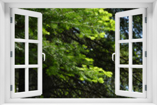 Fototapeta Naklejka Na Ścianę Okno 3D - tree