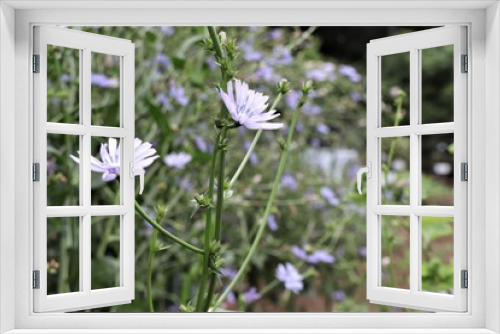 Fototapeta Naklejka Na Ścianę Okno 3D - チコリの花