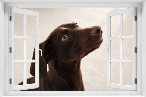 Fototapeta Naklejka Na Ścianę Okno 3D - Beautiful brown German Shorthaired Pointer dog at home