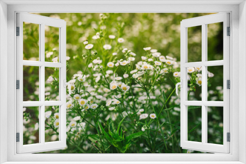 Fototapeta Naklejka Na Ścianę Okno 3D - white flowers in the field