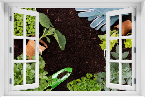 Fototapeta Naklejka Na Ścianę Okno 3D - Woman planting young seedlings of lettuce salad in the vegetable garden