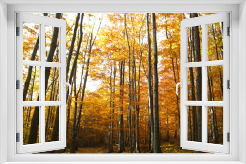 Fototapeta Naklejka Na Ścianę Okno 3D - Widok na jesienny las