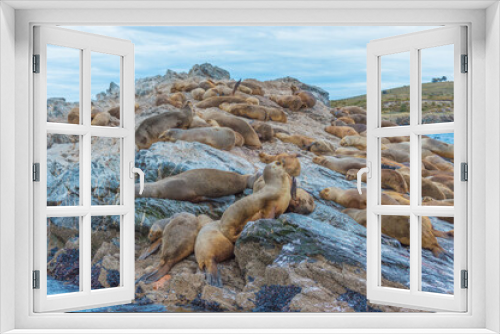 Fototapeta Naklejka Na Ścianę Okno 3D - Sealion animal in the rocks at the island of ushuaia