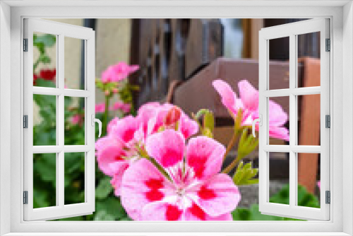 Fototapeta Naklejka Na Ścianę Okno 3D - pink flower, rose geranium in Heilbronn in Germany