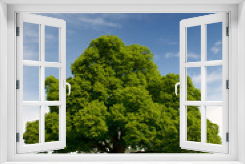Fototapeta Naklejka Na Ścianę Okno 3D - Chestnut tree