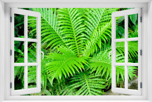 Fototapeta Naklejka Na Ścianę Okno 3D - Fern thickets in a botanical garden.