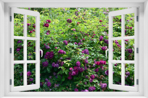Fototapeta Naklejka Na Ścianę Okno 3D - Purple Rose variety Tuscany Superb flowering in a garden.