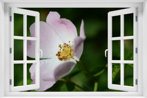 Fototapeta Naklejka Na Ścianę Okno 3D - Light pink rosehip flower on a green bush in summer

