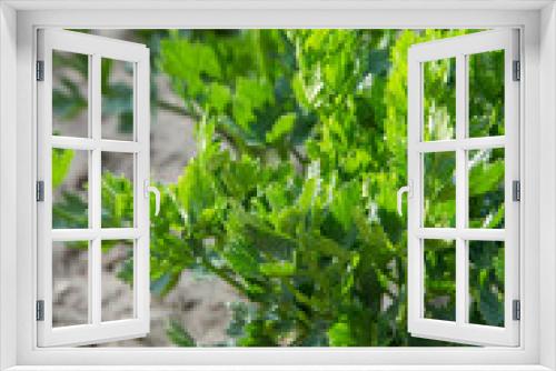 Fototapeta Naklejka Na Ścianę Okno 3D - Celeriac growing in a garden