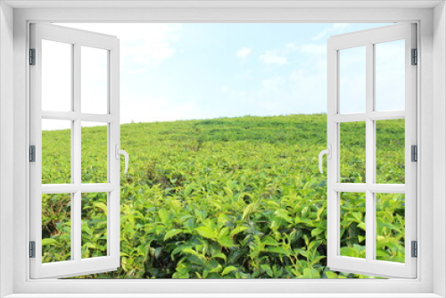 Fototapeta Naklejka Na Ścianę Okno 3D - Tea plantation