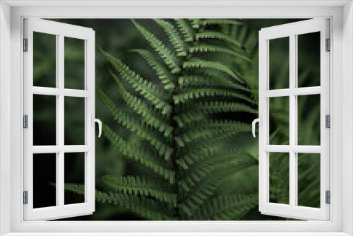 Fototapeta Naklejka Na Ścianę Okno 3D - close up of green fern