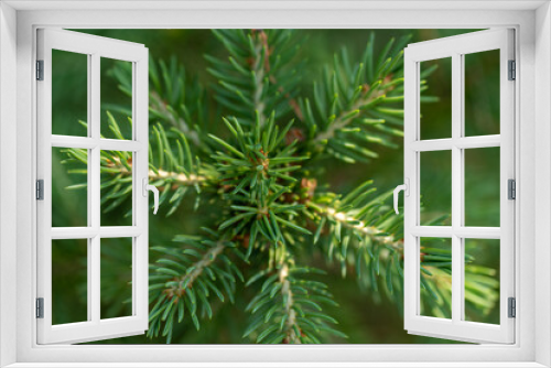 Fototapeta Naklejka Na Ścianę Okno 3D - Young branches of spruce. Closeup of green spruce young needles.