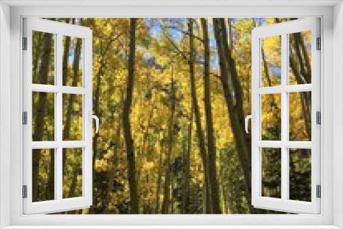 Fototapeta Naklejka Na Ścianę Okno 3D - Aspens in Fall