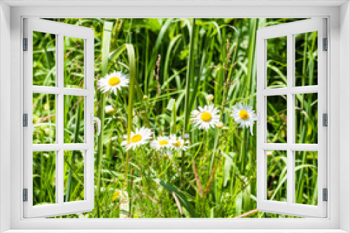 Fototapeta Naklejka Na Ścianę Okno 3D - Summer natural background, landscape - beautiful daisies in dense fresh green grass
