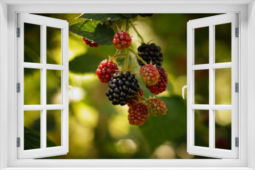 Fototapeta Naklejka Na Ścianę Okno 3D - ripened blackberries on the bush, a twig with hanging fruit, visible black fruits ripe and red unripe