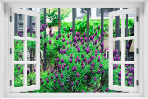 Fototapeta Naklejka Na Ścianę Okno 3D - purple flowers growing at the sidewalk behind a wrought iron fence with a residential building in the background, close-up.