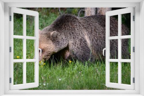 Fototapeta Naklejka Na Ścianę Okno 3D - Grizzly Bear (Ursus arctos horribilis), Canada