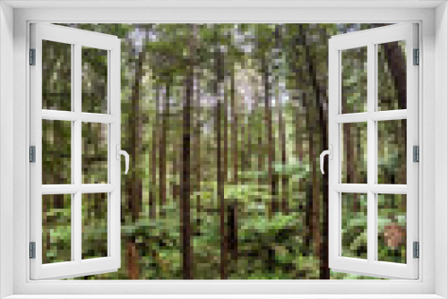 Fototapeta Naklejka Na Ścianę Okno 3D - Tree walk in redwood forest Rotorua, New Zealand