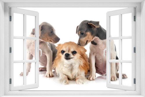 Fototapeta Naklejka Na Ścianę Okno 3D - puppies brazilian terrier and chihuahua in studio