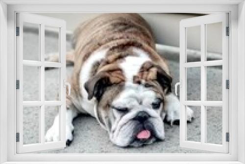 Fototapeta Naklejka Na Ścianę Okno 3D - Cute English bulldog tiger color boring and sleeping near with house's wooden wall, portrait dog and pet in house concept.