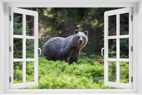 Fototapeta Naklejka Na Ścianę Okno 3D - Attentive brown bear, ursus arctos, female on  blueberrygreen grass looking into camera in summer nature. Mammal predator with long fur sunlit by evening light from front view with copy space.
