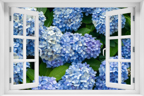 Fototapeta Naklejka Na Ścianę Okno 3D - 一面の青い紫陽花
