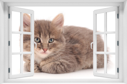 Fototapeta Naklejka Na Ścianę Okno 3D - Little gray lying kitten.
