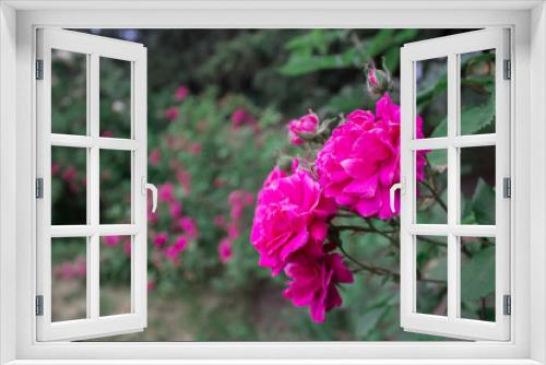 Fototapeta Naklejka Na Ścianę Okno 3D - Delicate rose in the garden gives joy and admiration